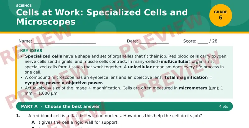 Page 1 preview of Cells at Work: Specialized Cells and Microscopes