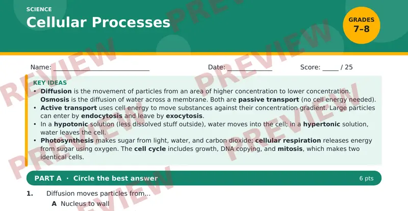 Page 1 preview of Cellular Processes