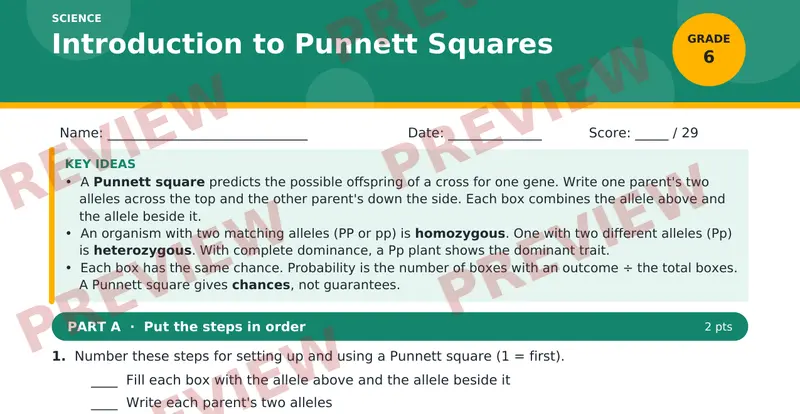 Page 1 preview of Introduction to Punnett Squares