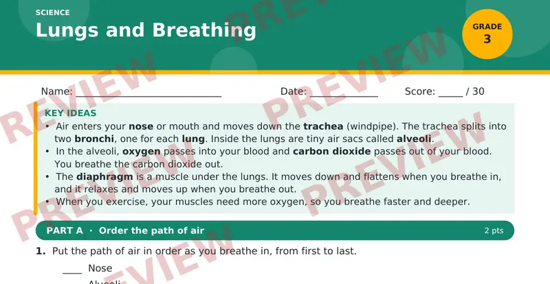 Page 1 preview of Lungs and Breathing