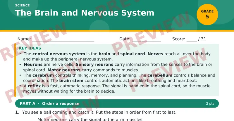 Page 1 preview of The Brain and Nervous System