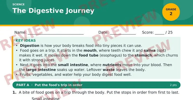 Page 1 preview of The Digestive Journey