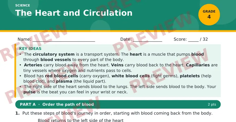Page 1 preview of The Heart and Circulation