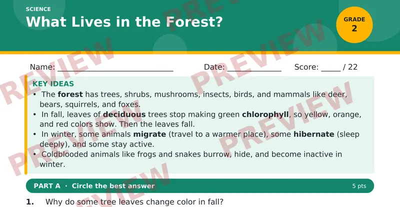 Page 1 preview of What Lives in the Forest?